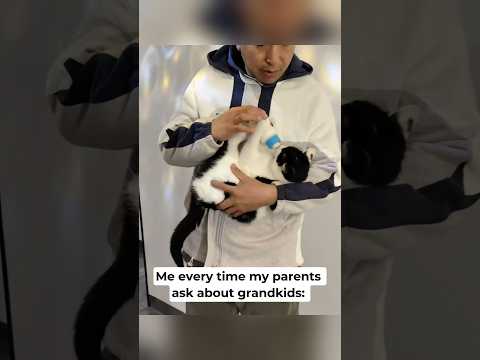 This is your grandkid, mom 😹 #cats #cat