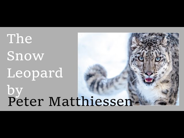 Vídeo relacionado con El leopardo de las nieves