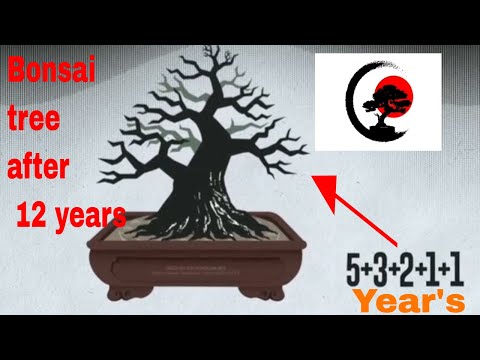 Bonsai tree after 12 years by cutting (animation)