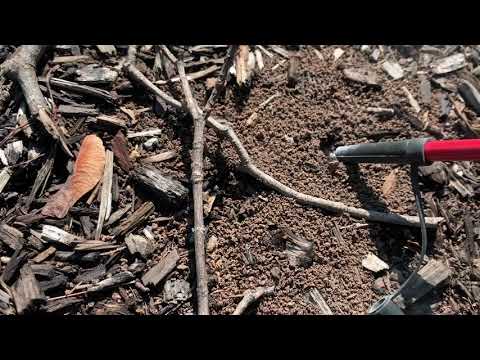 Underground Colony of Citronella Ants Found in Belle Mead, NJ