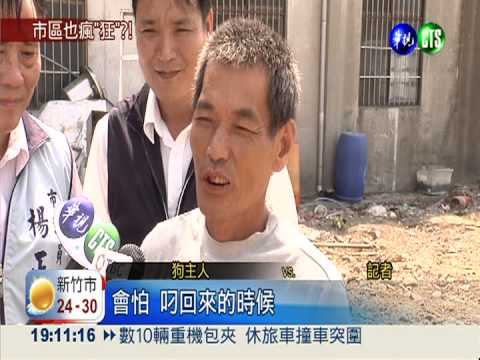 狂犬病進市區? 家犬咬回白鼻心