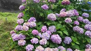 2025_06_23三島市　初夏の境川･清住緑地[多種多様の紫陽花が咲き誇る].wmv