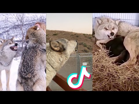 Les loups sont durs à cuire et mignons - la meilleure compilation !