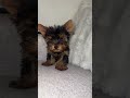 Yorkshire Terrier dogs for sale: Ken - Video 1