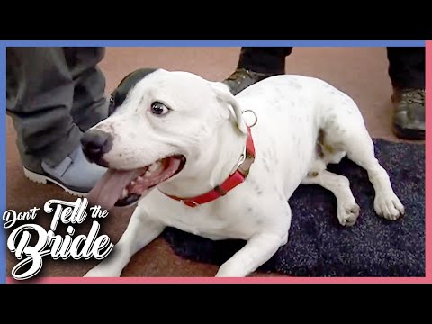 Can You Train A Dog To Be A Ring Bearer? | Don't Tell The Bride