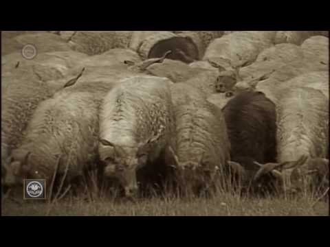 M5 Lexikon – Örökségünk, Állatok behajtása