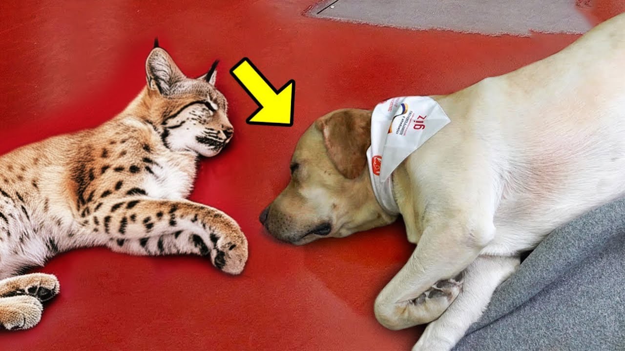 Bobcat was Paralyzed from Birth. Then the Dog Did the Incredible