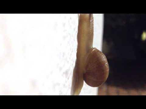 The Sunchasers - Tranquility Train (GR0003) Promo Video