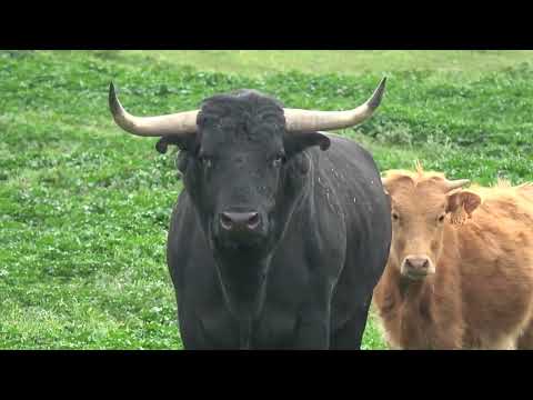 Villafafila 2025 Toro, Vaca y Becerra de Ganadería Rodolfo Gallego