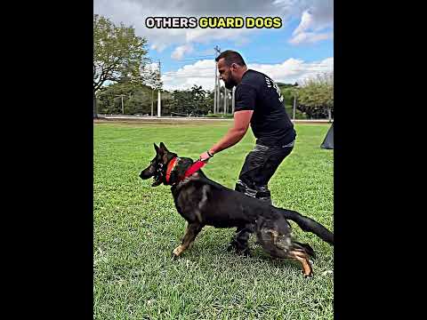 Normal skill VS King of guard dogs