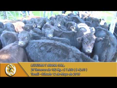 12-05-18 Venta de Machos - Ledesma y Arana S.R.L. - Tandil
