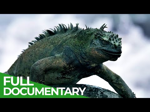 Vanishing Dragons The Sad Fate of the Galapagos' Iguanas