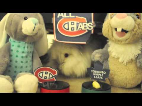 Puck the Bunny Predicts: Montreal Canadiens vs Toronto Maple Leafs