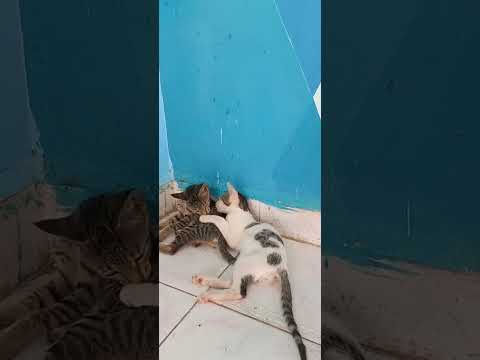 #cutecatsstory💝💖my all cute cats😻