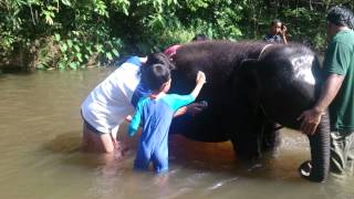 preview picture of video 'Kuala Gandah Elephant Sanctuary - Bathing the elephants'