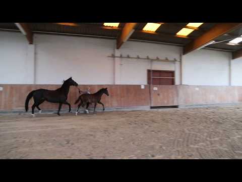 Oldenburger Hengstfohlen von Don Martillo / Fürst Heinricch