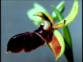 Sexavet Memmedov Xari Bulbul 