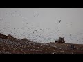 Ring Billed Gull 20200220001120