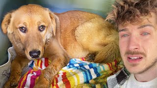 Rescuing a Abandoned & Abused Pregnant Golden Retriever