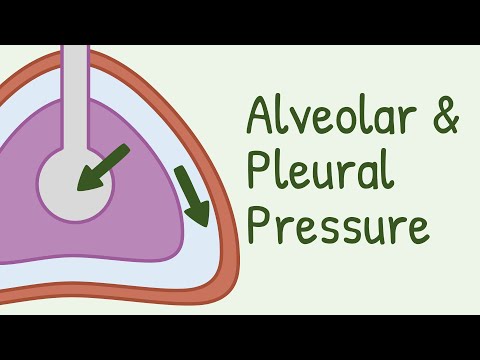 Alveolar Pressure and Pleural Pressure