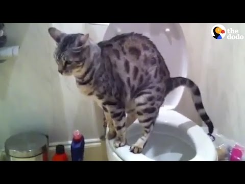 Should You Teach Your Cat To Use The Toilet?