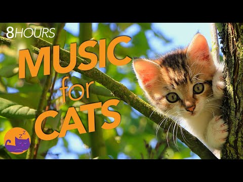 EXTRA LONG Music for Cats - Most Soothing Video Ever!