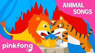 Super Match! Lion vs Tiger | Animal Songs | Learn Animals | Pinkfong Animal Songs for Children