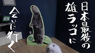 日本最後の雄ラッコに会いに行く～マリンワールド海の中道～