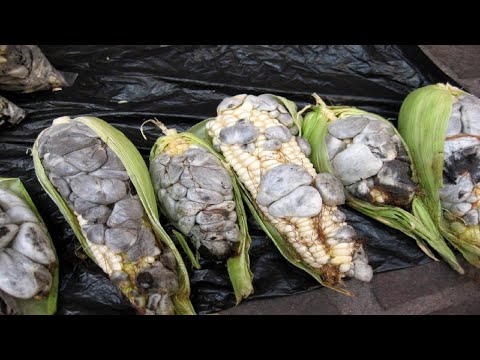 Huitlacoche Corn - Have You Tried Yet?