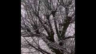 The Snow Of Italy by Charles Bukowski