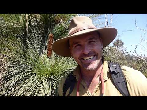 Grass Tree (Xanthorrhoea australis) - Natural Curiosity