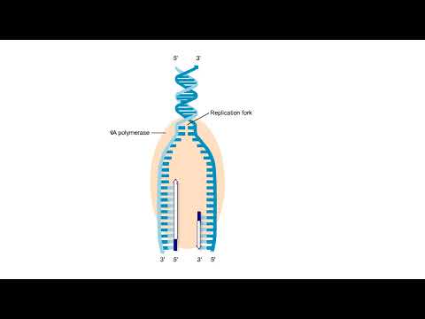 DNA Replication Animation