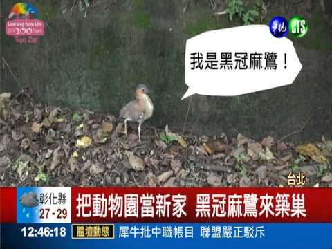 動物園新嬌客 黑冠麻鷺築巢育雛