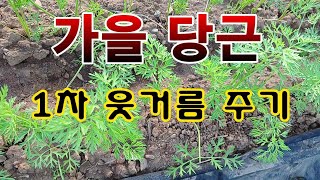 [텃밭농부. 1,245]  가을당근 1차 웃거름 주기 #당근재배