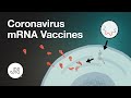 Coronavirus mRNA Vaccine Safety and Efficacy