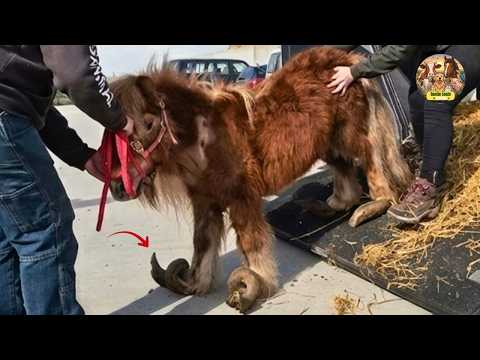 This Pony’s Hooves Curled Over 540 Degrees — His First Step Will Leave You in Tears
