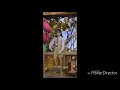 Min From Barney S Talent Show Dancing To Try