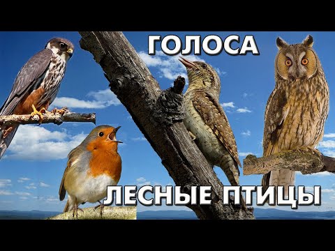 Голоса 38 лесных птиц (Птицы России) / Мини-определитель #ГолосаПтиц