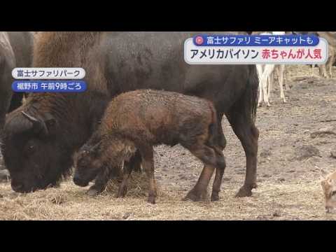 YouTube Video 富士サファリパークで８月に生まれたアメリカバイソンの赤ちゃんが人気　静岡・裾野市