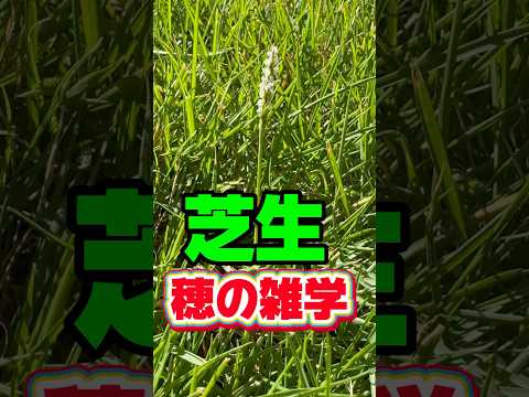 芝生のマルチングとは何ですか？ 3つのポイントで解読！  庭園