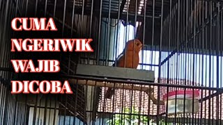 Download lagu Masteran Untuk Anis Merah Ngeriwik Biar Cepet Ngeplong mp3 Download lagu Masteran Untuk Anis Merah Ngeriwik Biar Cepet Ngeplong mp3
