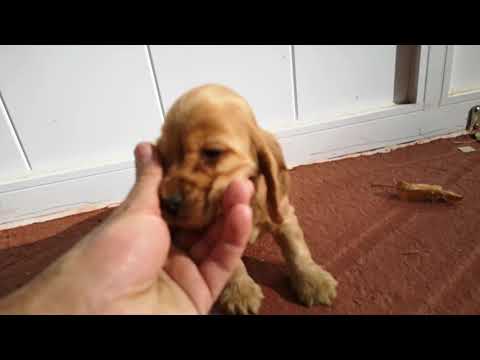 HEMBRA 02 Cocker spaniel ingles 02-11-18