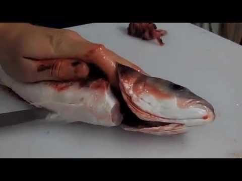 How to clean a Seabass