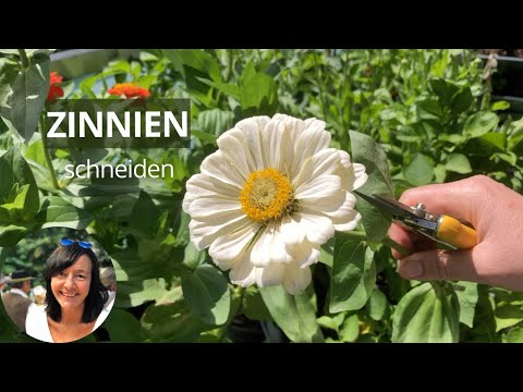 Zinnien richtig schneiden für buschiges Wachstum und mehr Blüten - Zinnien Schnittblumen schneiden