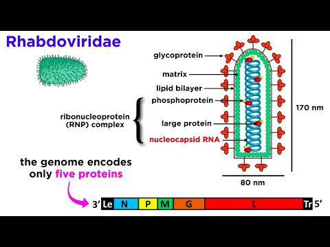 Rabies (Genus Lyssavirus)