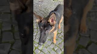 In Craiova exista si caini politisti cu diverse specializari #caine #cainepolitist #politia