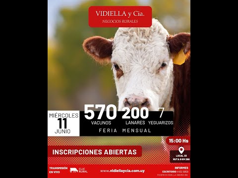 11/06/2025   Feria mensual - Vidiella y Cia /  Local 33 en la calera - Treinta y Tres