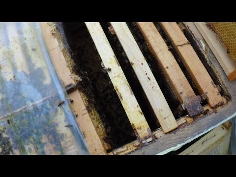 Раздвоение зимнего клуба, теория на практике