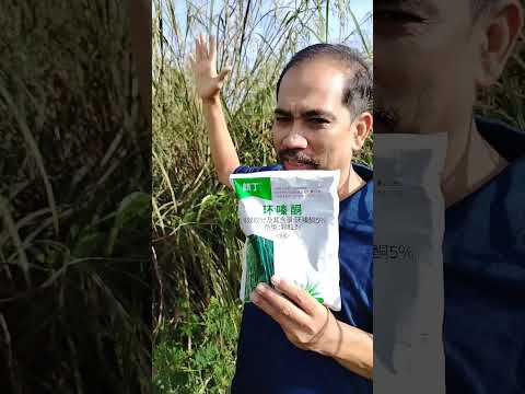 Racun Rumput Yang Sangat Cepat Dan Berkesan