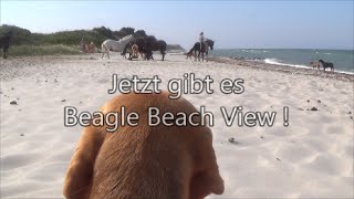 preview picture of video 'Beagle Beach View'